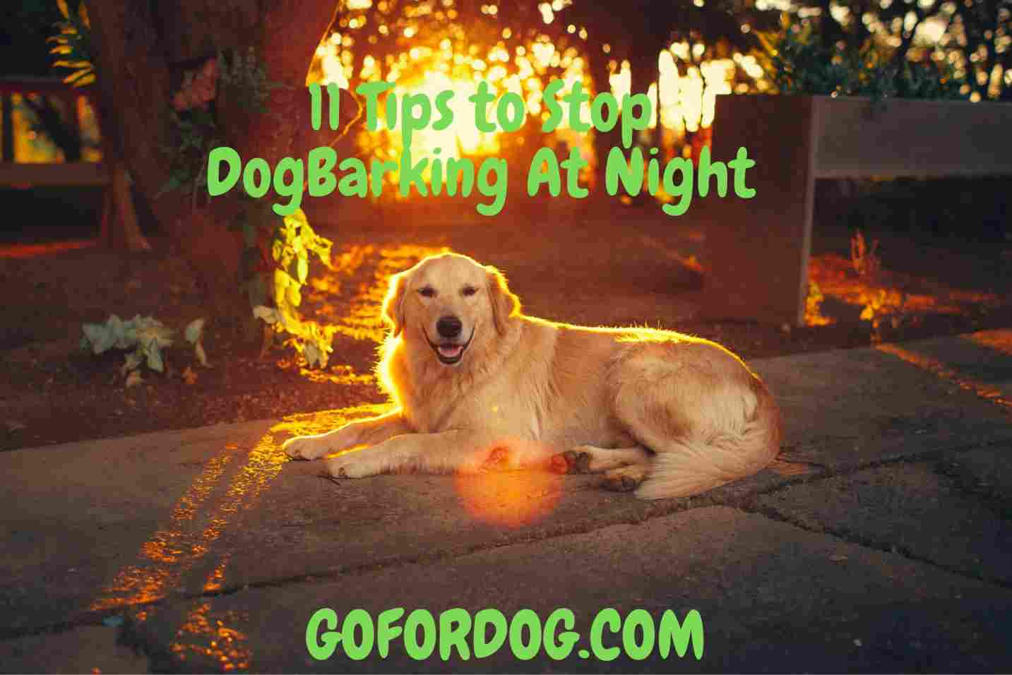 11-tips-on-how-to-stop-dog-barking-at-night-go-for-dog