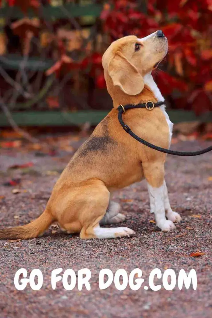 Lemon Beagle rare breed