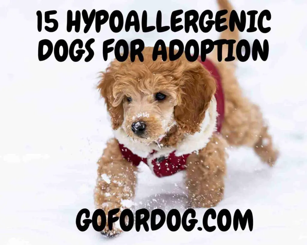 Hypoallergenic Dogs For Adoption