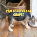 Can Beagles Eat Grapes