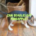 Can beagles eat pineapple