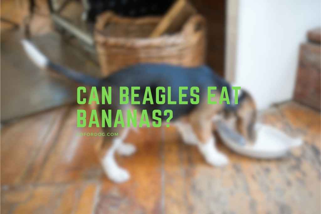 Can Beagles Eat Bananas