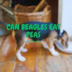 Can Beagles Eat Peas?