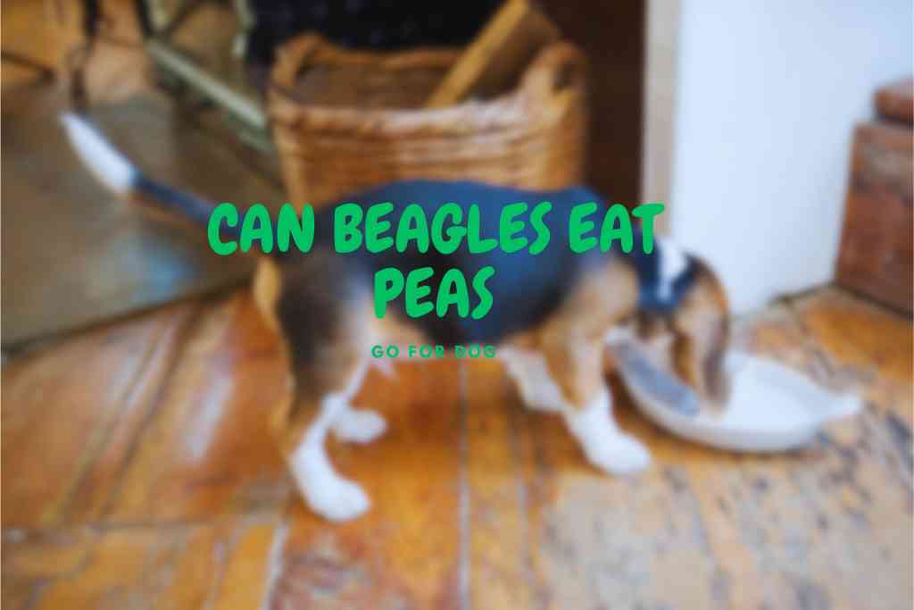 Can Beagles Eat Peas?